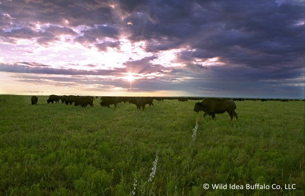 Wild-Idea bison