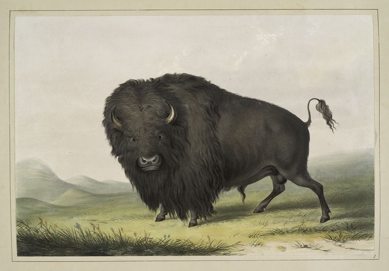 Buffalo_Bull_Grazing_George_Catlin_1845