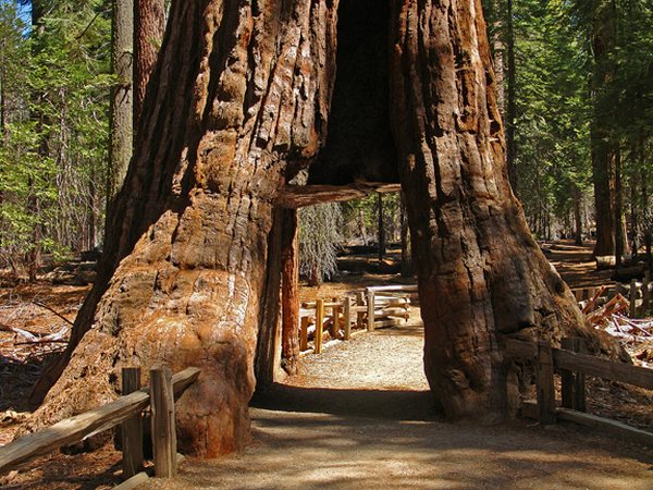 Camping Sequoias geant de californie