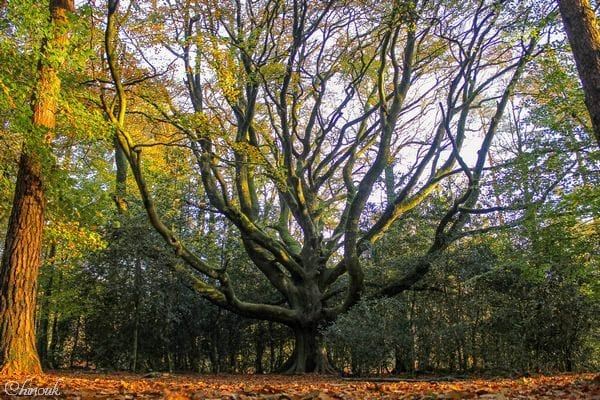 livre Arbre-Monde de richard powers