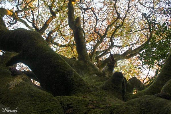 livre Arbre-Monde de richard powers