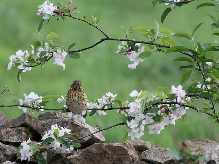  fleurs de pommier